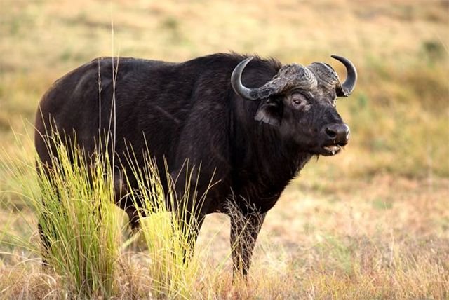 Afrikanischer Büffel (Syncerus Caffer)