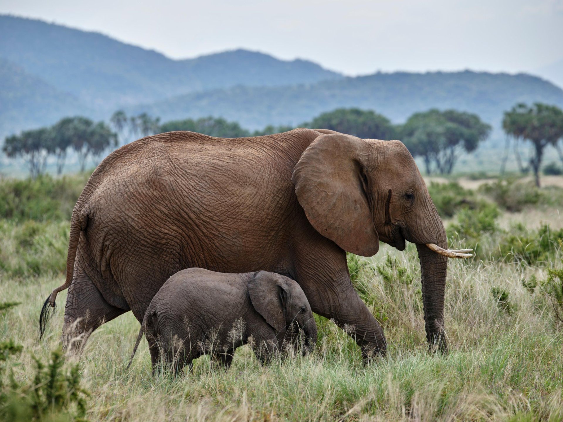 अफ्रीकी हाथी (लोक्सोडोंटा अफ्रीक)