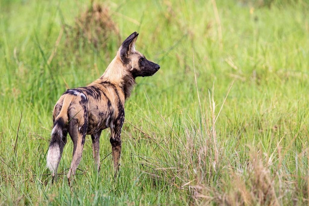 Cão de caça africano (lycaon pictus)
