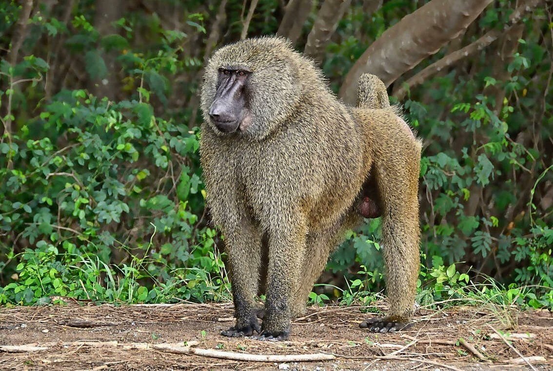 O babuíno