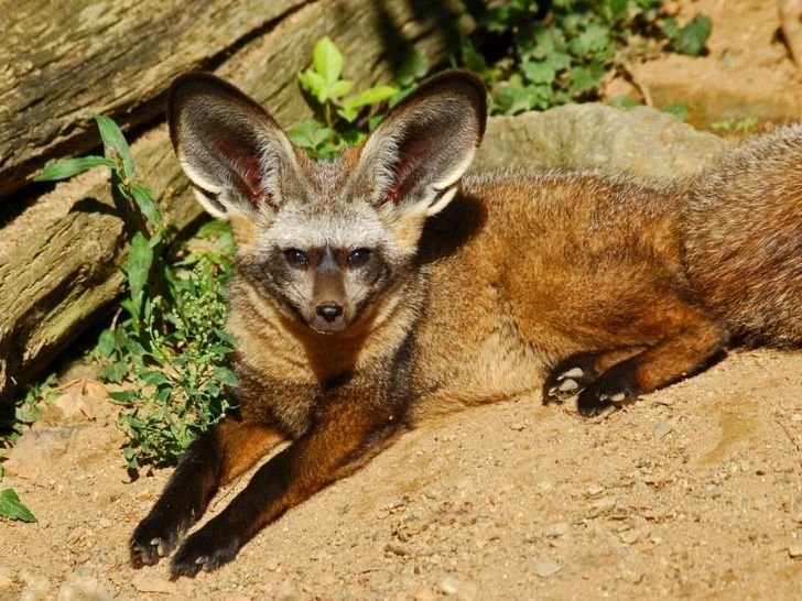 The Bat eared fox