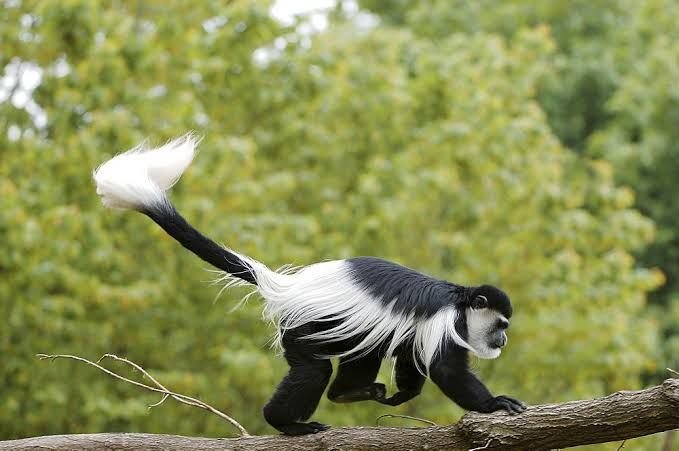 Black-and-white colobus