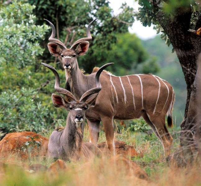 更大的kudu