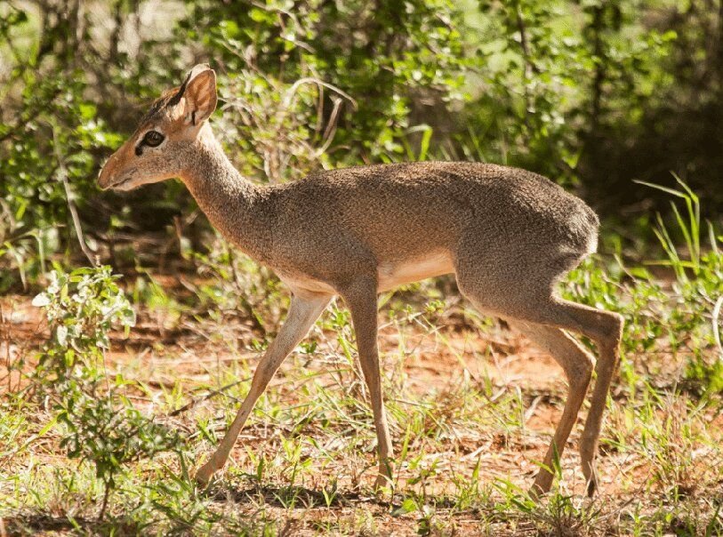 Guenther的Dik-Dik