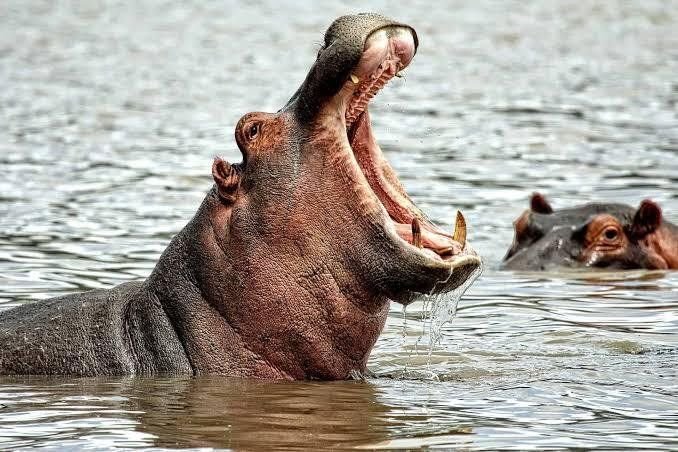 Hippopotamus Photos and Images