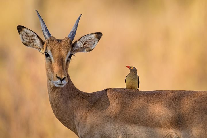 Impala - Here in Uganda