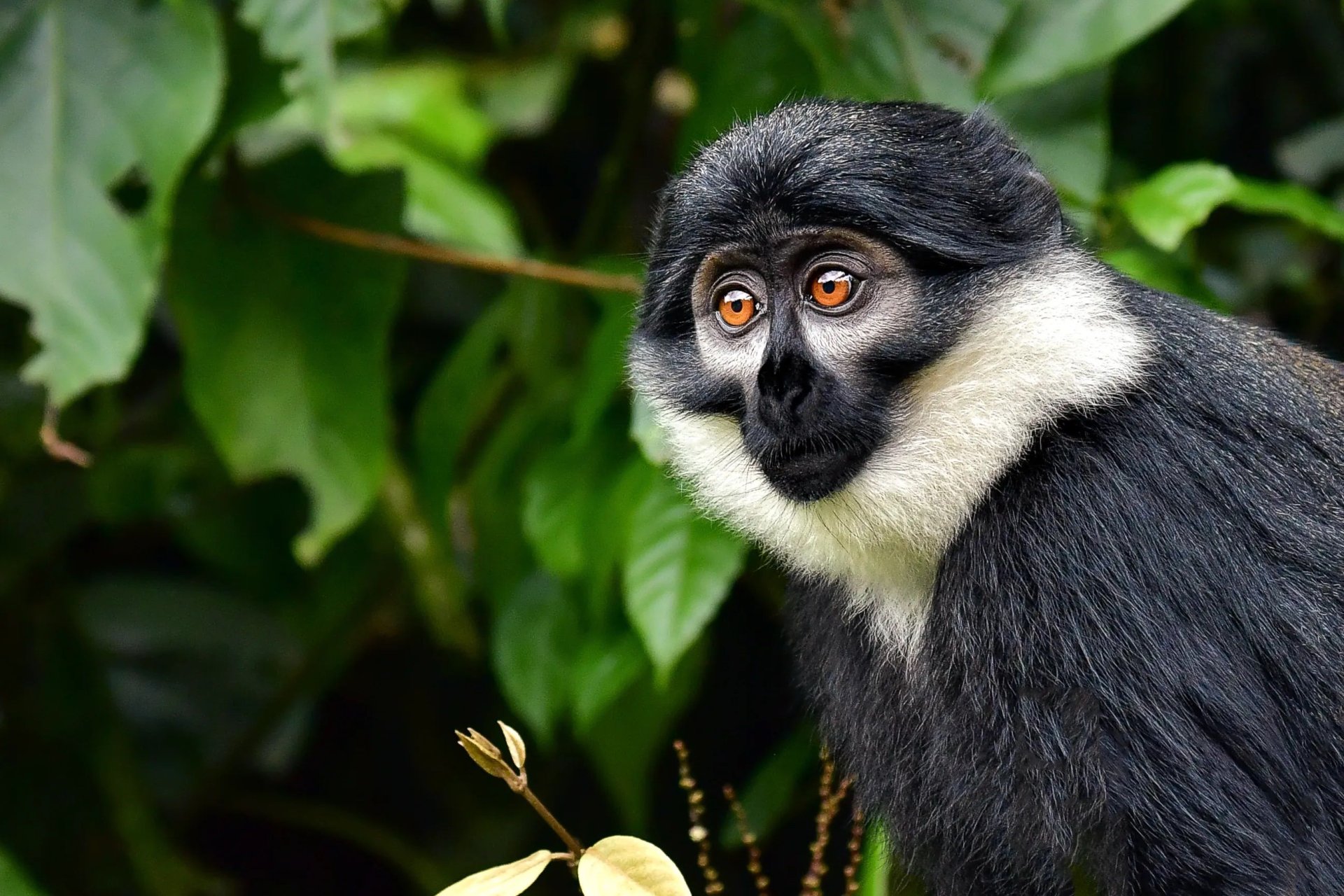 Macaco de L'Hoest