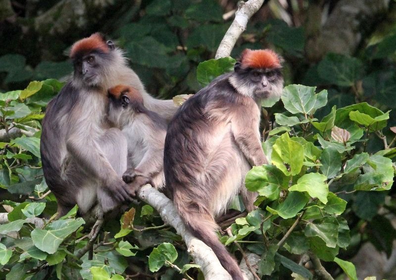 Baby Patas Monkey