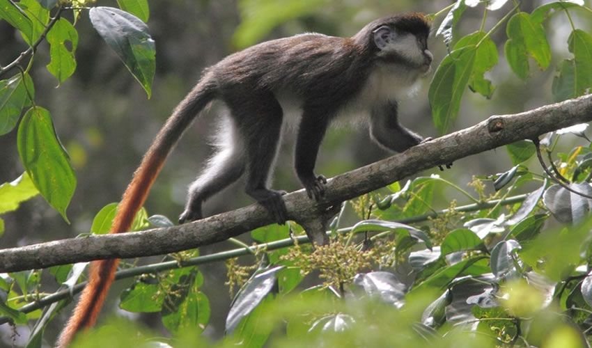 The Red-Tailed monkey