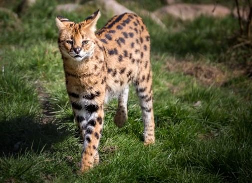 Serval chat