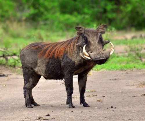 African Pig (Swine)