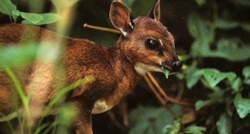 Bates’ Pygmy Antelope (Neofragus batesi)