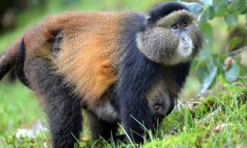 Golden Monkey (Cercopithecus mitis kandti)