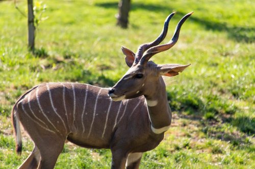 Lesser Kudu (Tragelaphus imberbis)