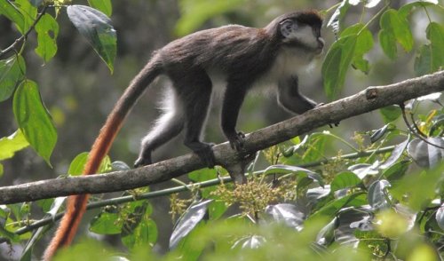 Red-tailed Monkey (Cercopithecus ascinius)