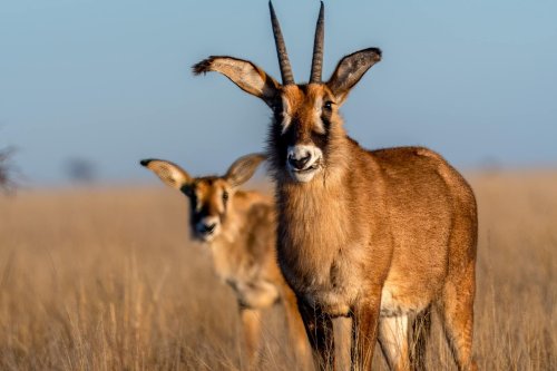 Roan antelope (Hippotragus equinus)