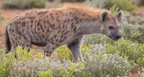Spotted Hyena (Crocuta crocuta)