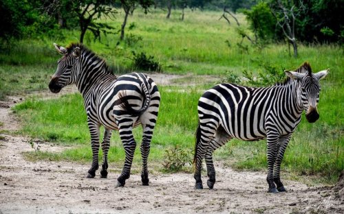Burchells zebra (Equus burchelli)