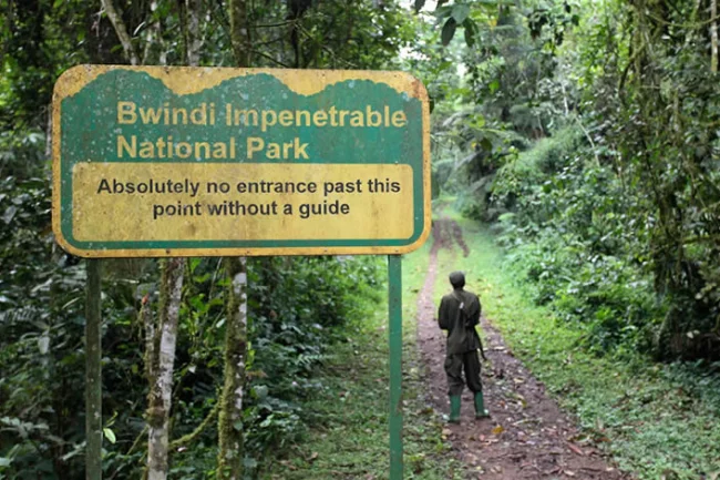 Planen Sie eine Safari nach Bwindi undurchdringlichem Nationalpark