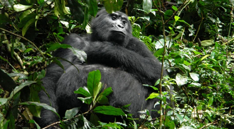 Conservation Organisations in Uganda