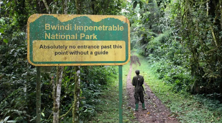 Planen Sie eine Safari nach Bwindi undurchdringlichem Nationalpark