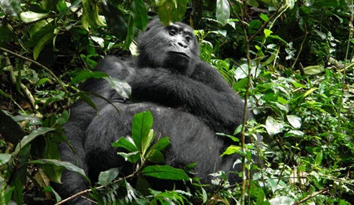 Conservation Organisations in Uganda