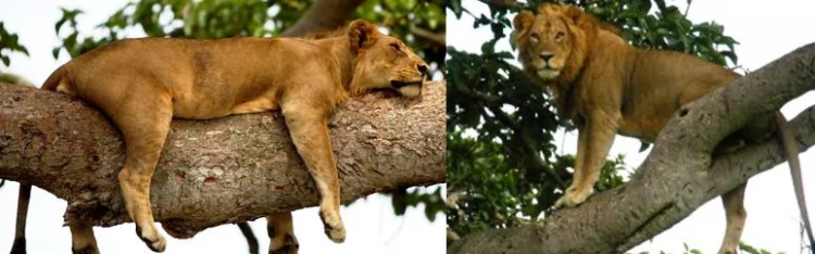 leoni che si arrampicano sugli alberi