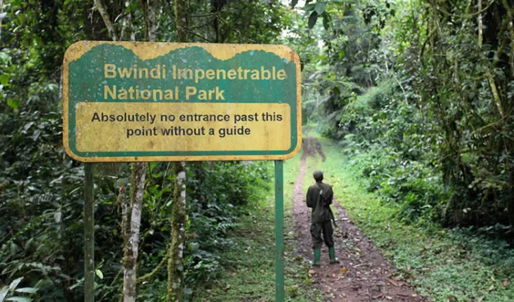 Planen Sie eine Safari nach Bwindi undurchdringlichem Nationalpark