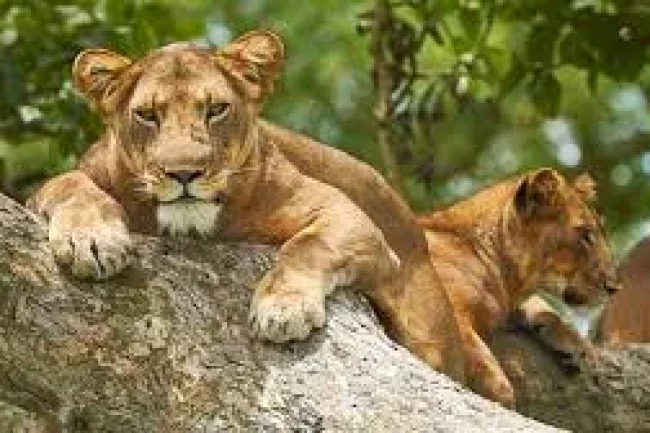 Safari im Queen Elizabeth National Park