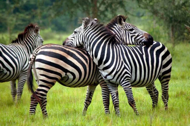 Mburo -Safarisee, Uganda Safaris