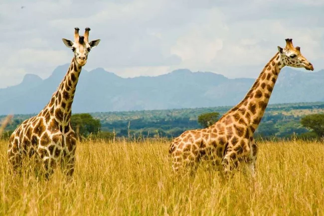 Kidepo Valley National Park
