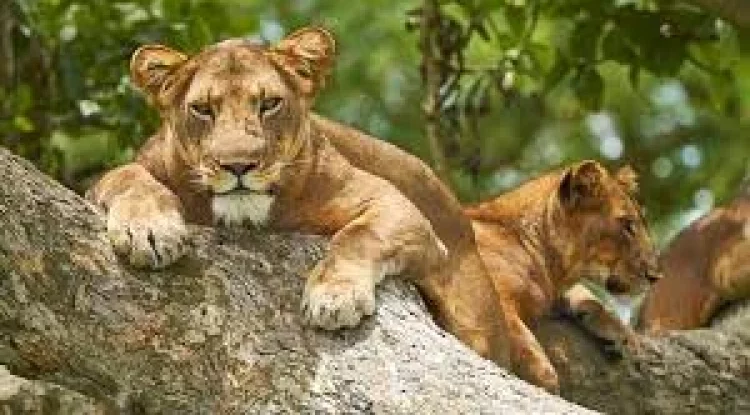 Safari im Queen Elizabeth National Park