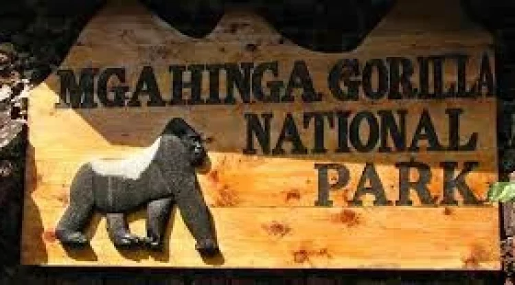 MGAHINGA GORILLA NATIONAL PARK