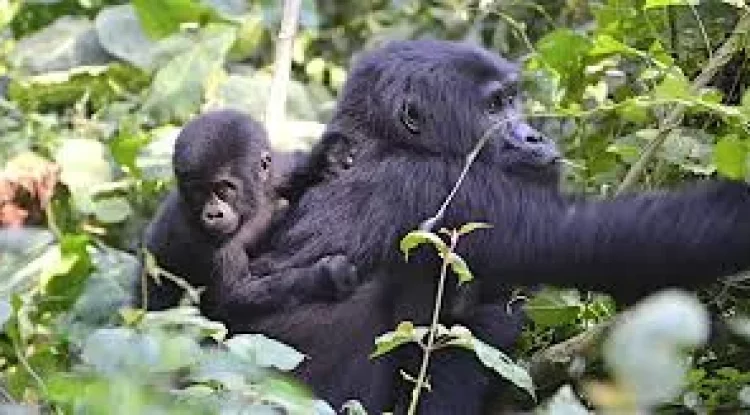 Organizzazioni per la conservazione in Uganda