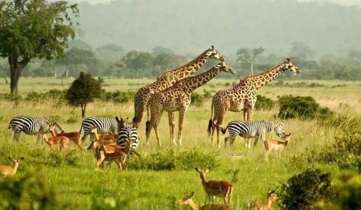 Murchison Falls National Park Uganda Travel Guide