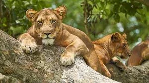 Safari dans le parc national de la reine Elizabeth