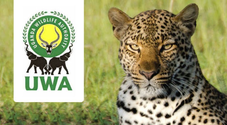 Uganda Wildlife Authority New Conservation Fees : 2022-2024