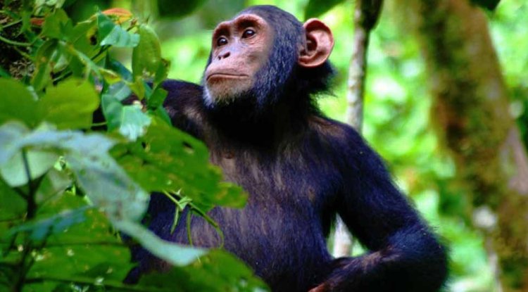 Trekking di scimpanzé a Kibaale Forest Park: la mia esperienza indimenticabile.