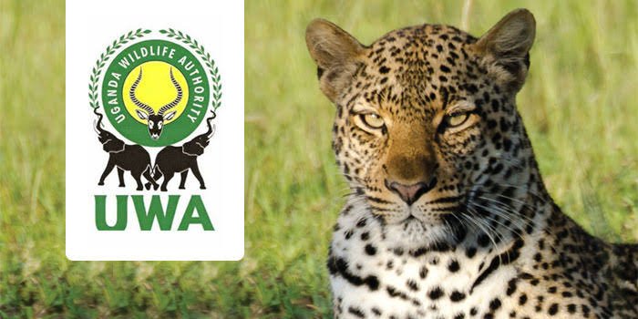 Ouganda Wildlife Authority Nouveaux frais de conservation: 2022-2024