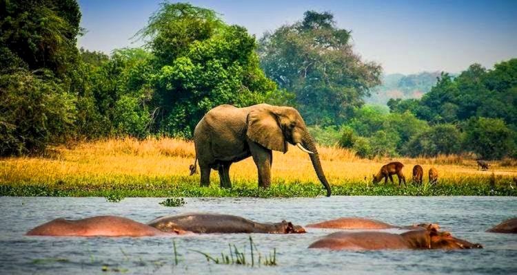 elefante em Murchison Falls