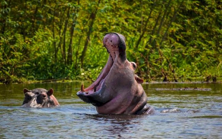 hipopótamo en las cataratas Murchison