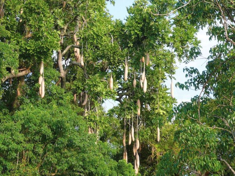 the sausage tree at Murchison falls river nile