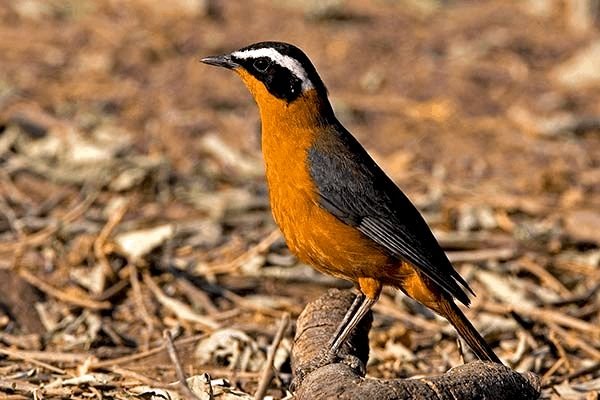 Robin-Chat-bird_Ouganda