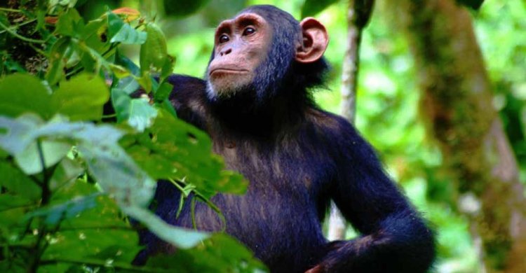 Ngamba Island (Chimp Sanctuary)