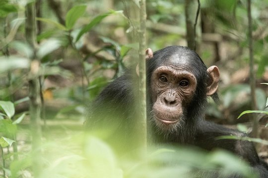 Chimp Trekking In Kibaale Forest Park: My Unforgettable Experience.