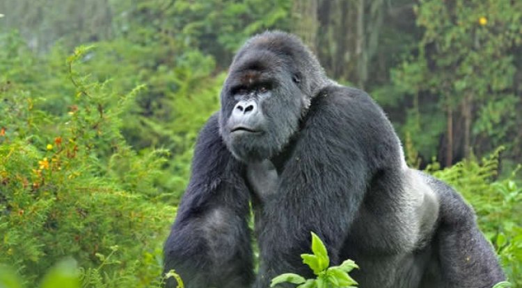 The Ultimate Guide To Gorilla Trekking In Uganda: Everything You Need To Know.