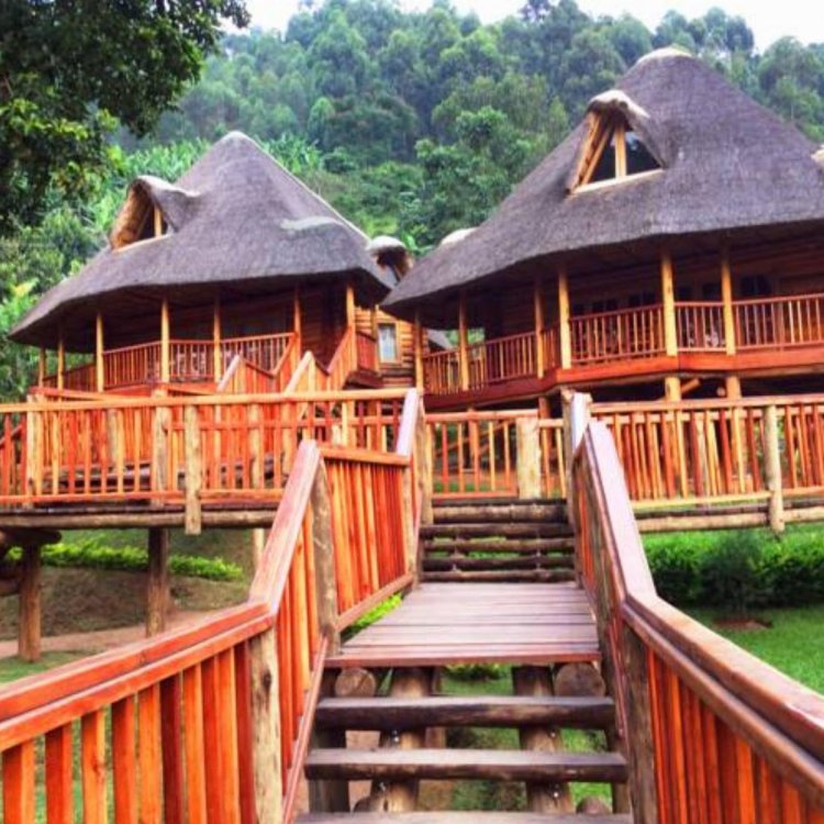Tutto da sapere su Trackers Safari Lodge: un lussuoso ritiro africano Safari.