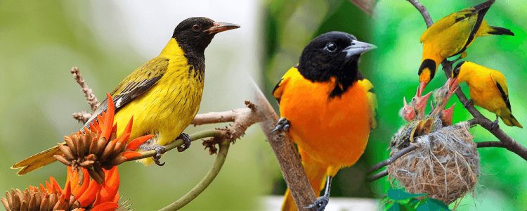 Um guia para observação de pássaros em Bwindi: os melhores pontos para encontrar espécies raras