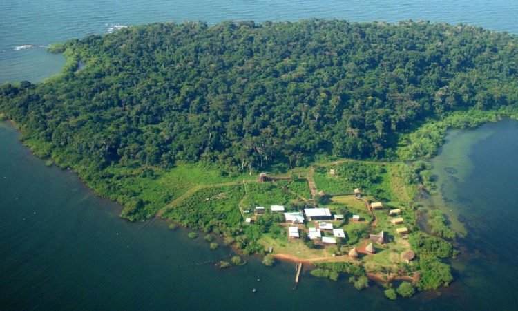 Isla Ngamba (santuario de chimpancé)