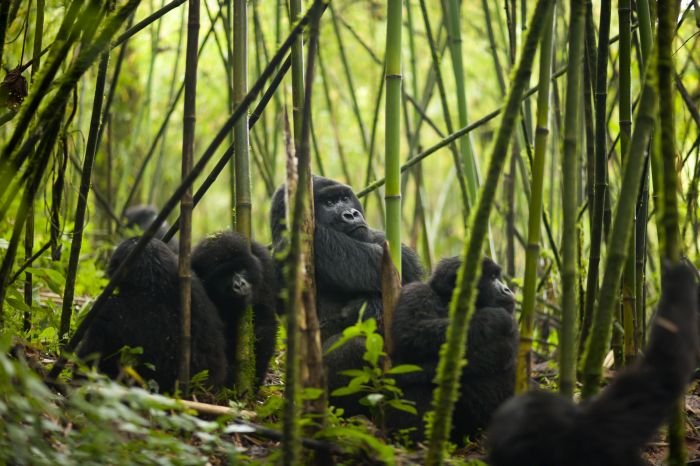 gorilla nel parco nazionale di Bwindi